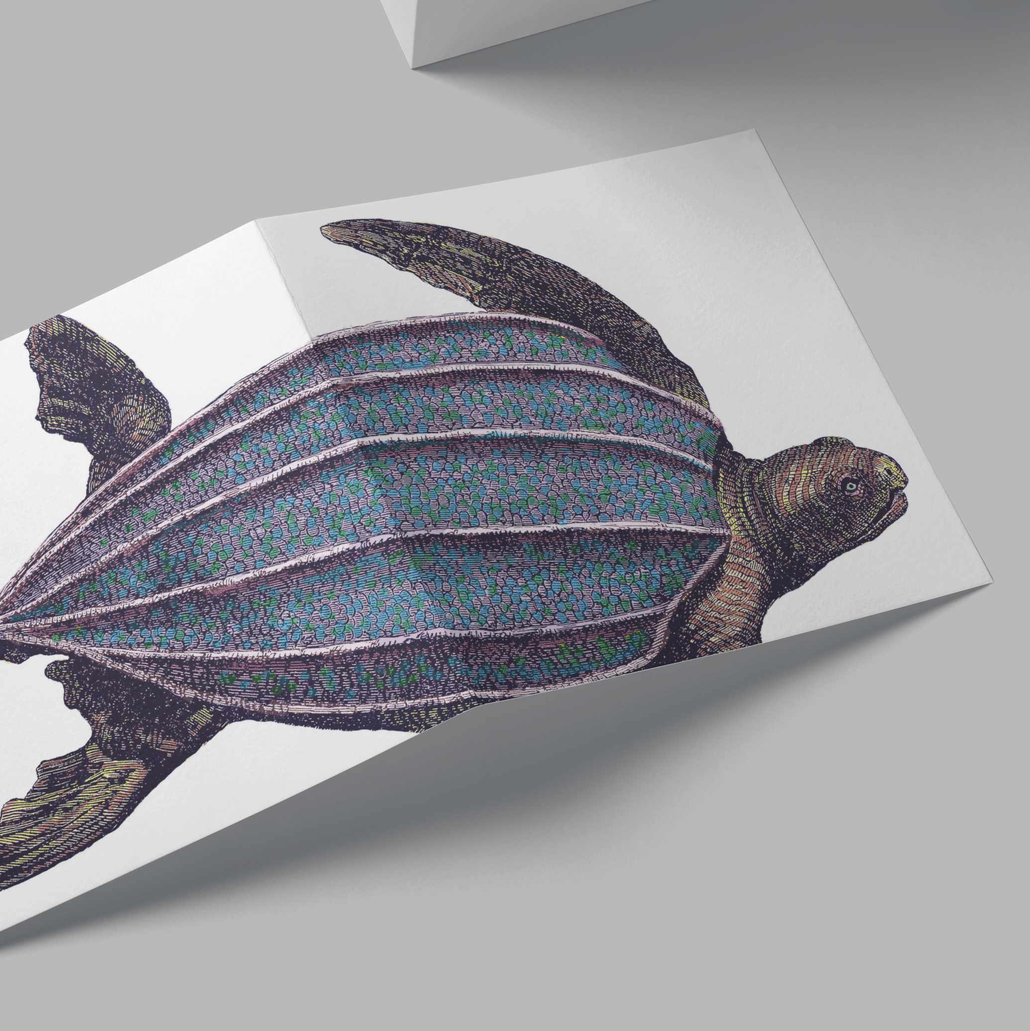 Turtle Card